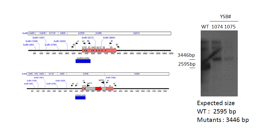 Gene disruption strategy for CNAG_03561T0