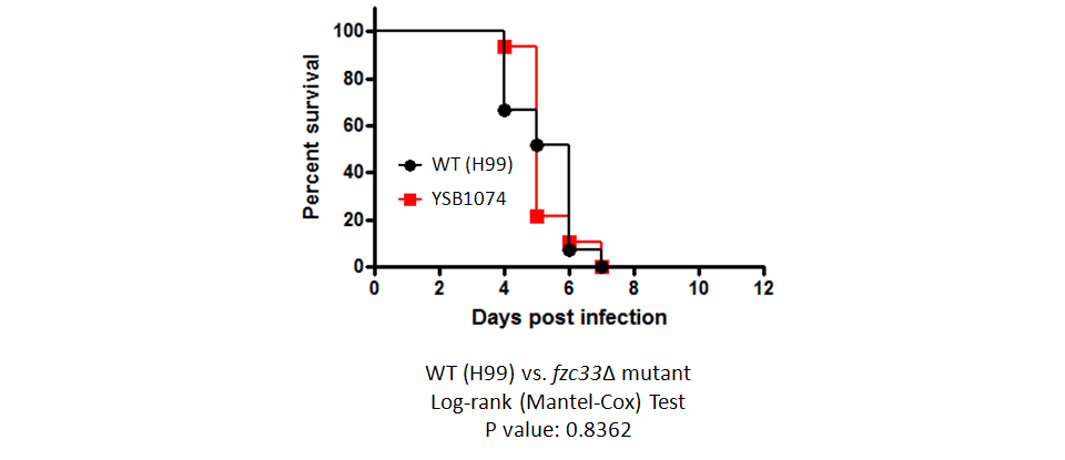 Galleria mellonella virulence data for CNAG_03561T0