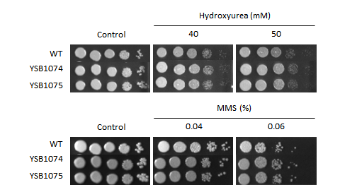 Genotoxic stress phenotype for CNAG_03561T0