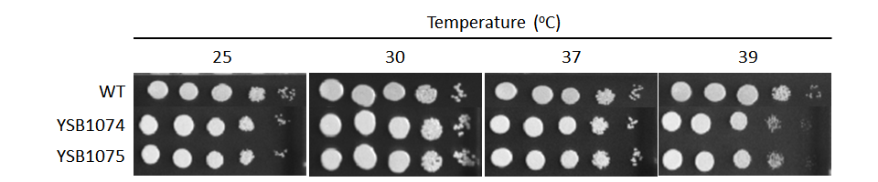 Growth phenotype for CNAG_03561T0