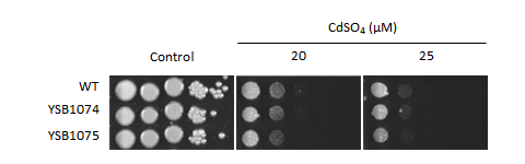 Heavy metal stress phenotype for CNAG_03561T0