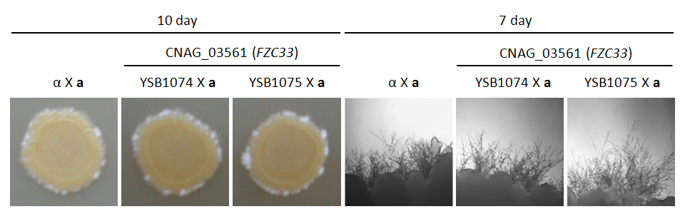 Mating phenotype for CNAG_03561T0