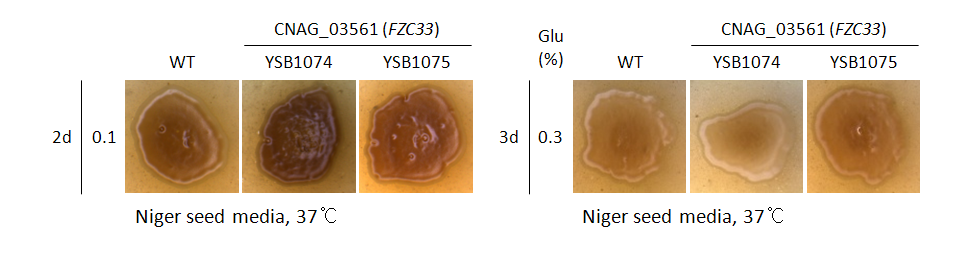 Melanin phenotype for CNAG_03561T0
