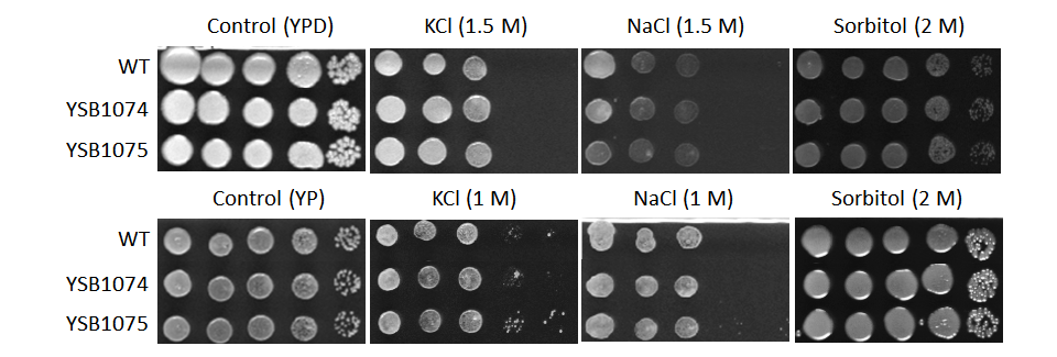 Osmotic stress phenotype for CNAG_03561T0