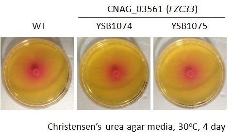 Urease phenotype for CNAG_03561T0