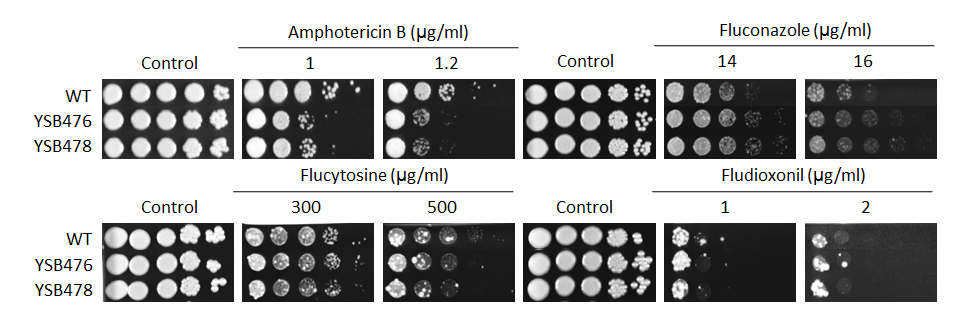 Antifungal drug susceptibility for CNAG_03710T0