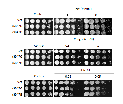 Cell wall stress phenotype for CNAG_03710T0