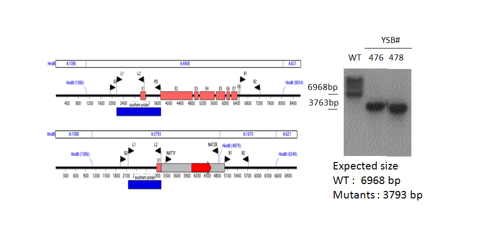 Gene disruption strategy for CNAG_03710T0