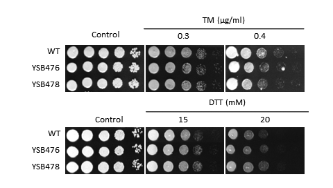 ER stress phenotype for CNAG_03710T0