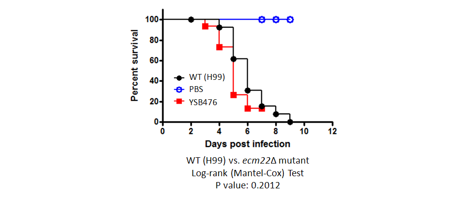 Galleria mellonella virulence data for CNAG_03710T0