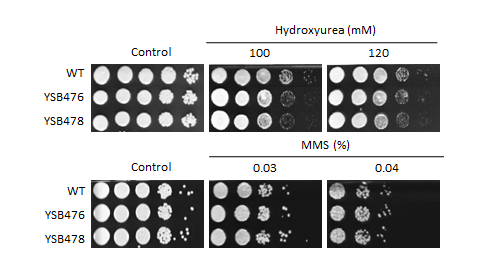 Genotoxic stress phenotype for CNAG_03710T0