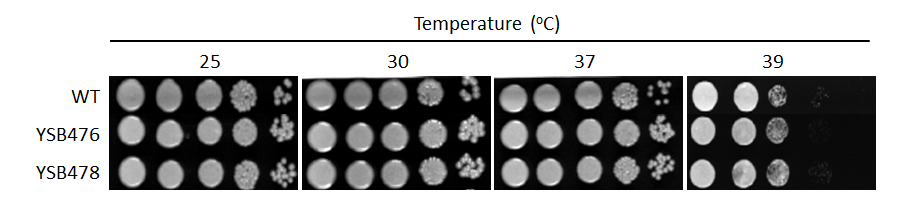 Growth phenotype for CNAG_03710T0