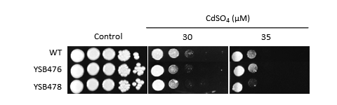 Heavy metal stress phenotype for CNAG_03710T0