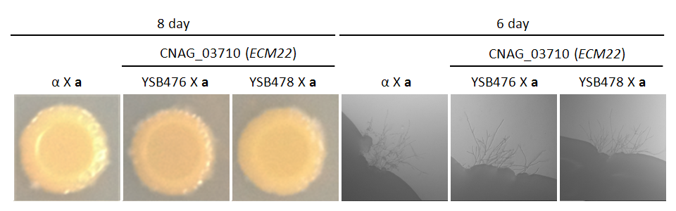 Mating phenotype for CNAG_03710T0