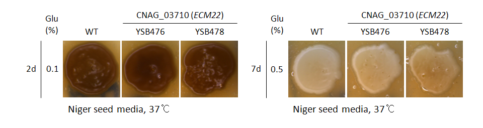 Melanin phenotype for CNAG_03710T0