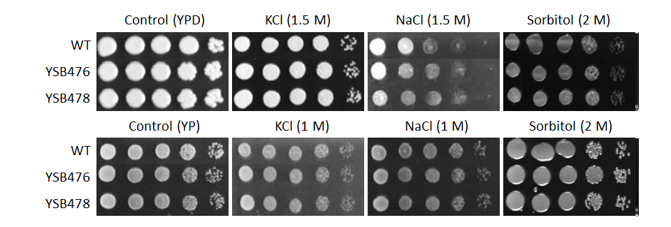 Osmotic stress phenotype for CNAG_03710T0