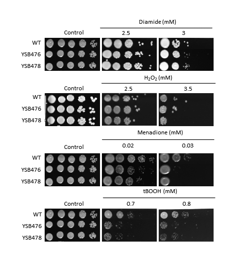 Oxidative stress phenotype for CNAG_03710T0