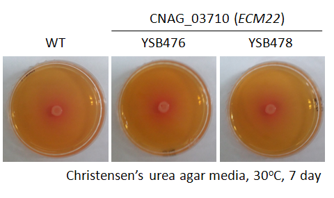 Urease phenotype for CNAG_03710T0