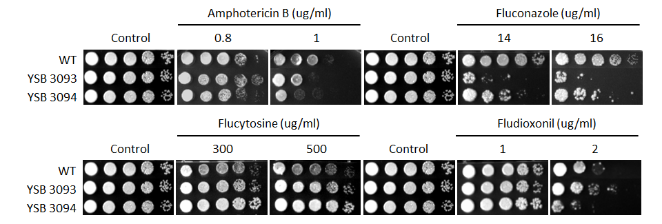 Antifungal drug susceptibility for CNAG_03741T0