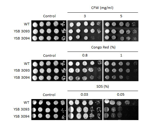 Cell wall stress phenotype for CNAG_03741T0