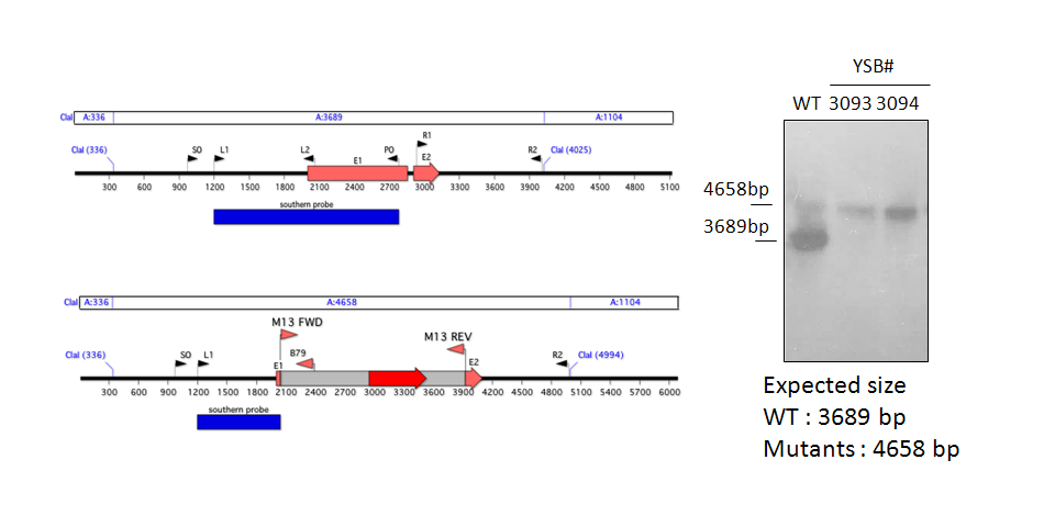 Gene disruption strategy for CNAG_03741T0
