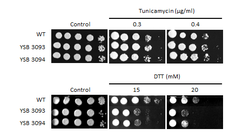 ER stress phenotype for CNAG_03741T0