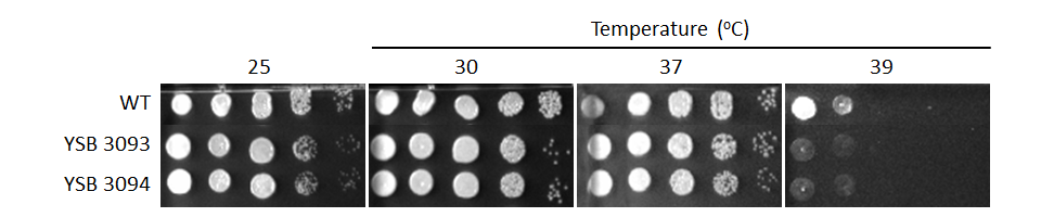 Growth phenotype for CNAG_03741T0