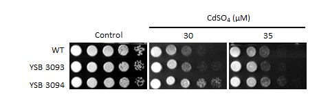 Heavy metal stress phenotype for CNAG_03741T0