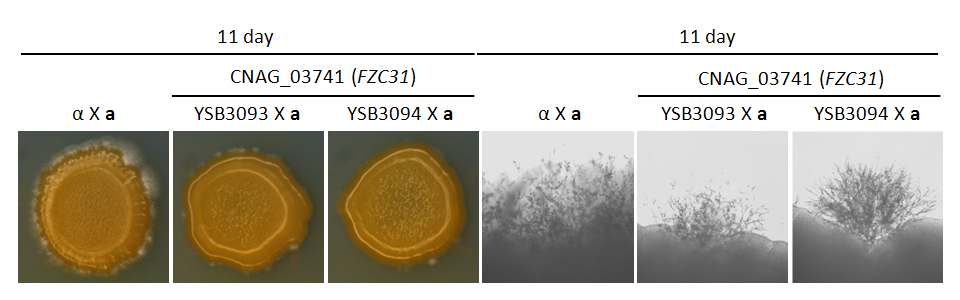 Mating phenotype for CNAG_03741T0