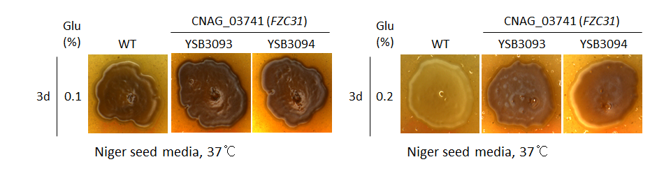 Melanin phenotype for CNAG_03741T0