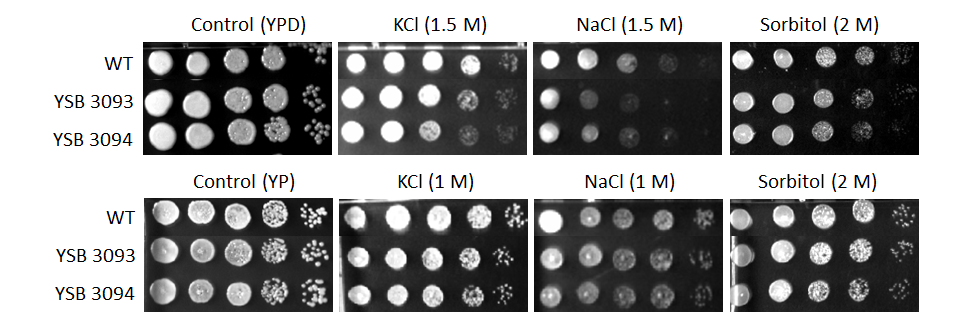 Osmotic stress phenotype for CNAG_03741T0