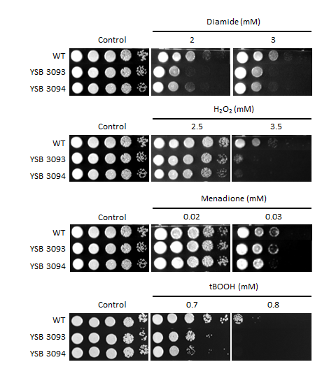 Oxidative stress phenotype for CNAG_03741T0