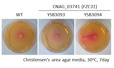 Urease phenotype for CNAG_03741T0
