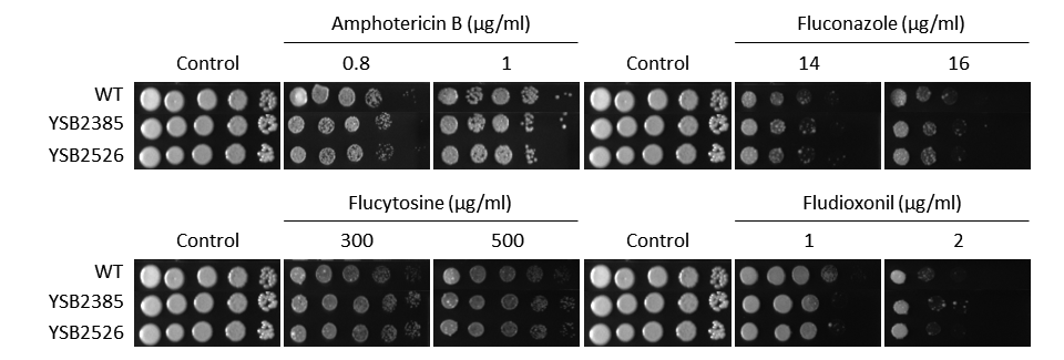 Antifungal drug susceptibility for CNAG_03768T1
