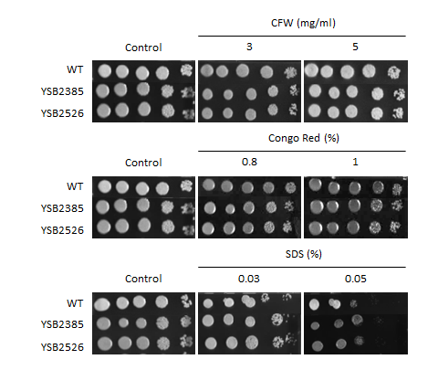 Cell wall stress phenotype for CNAG_03768T1