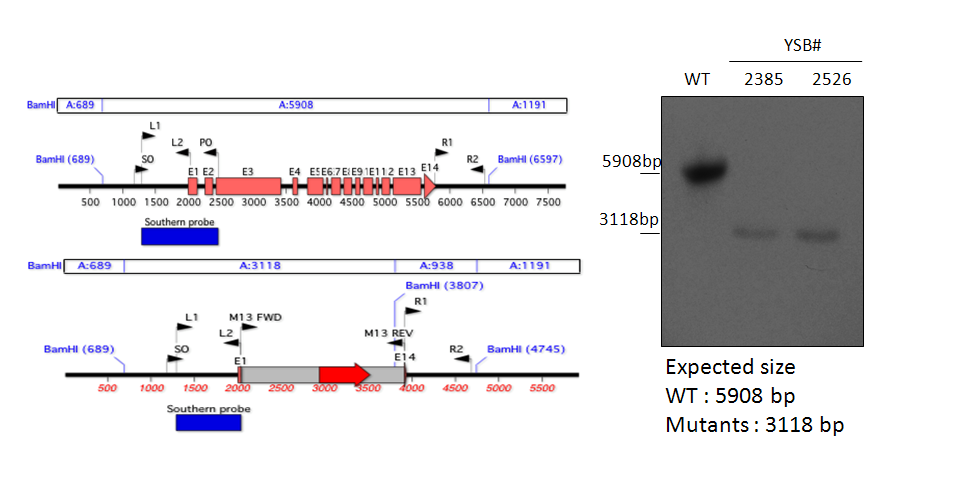 Gene disruption strategy for CNAG_03768T1