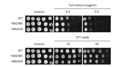 ER stress phenotype for CNAG_03768T1