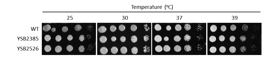 Growth phenotype for CNAG_03768T1