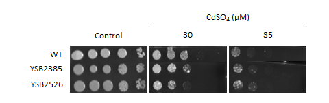 Heavy metal stress phenotype for CNAG_03768T1