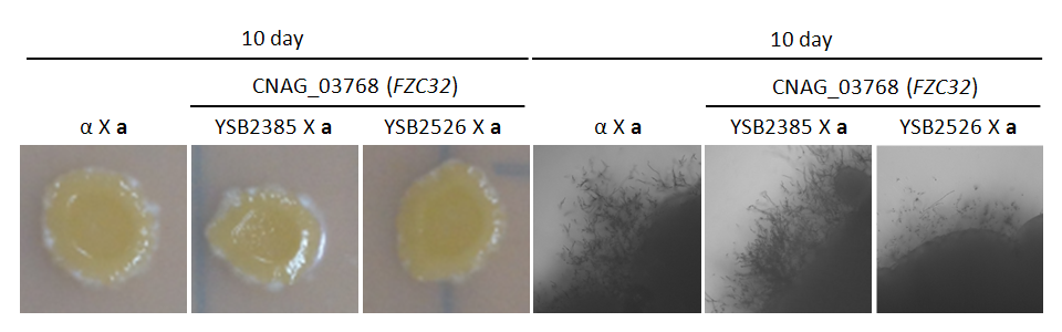 Mating phenotype for CNAG_03768T1