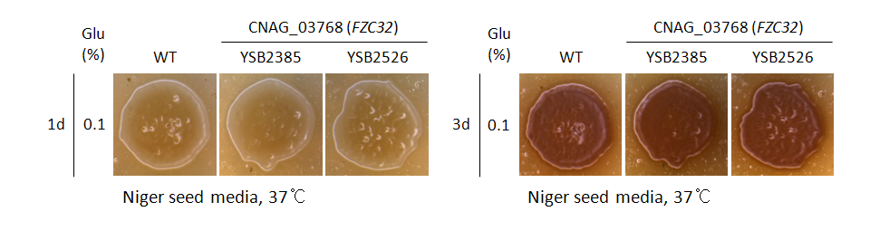 Melanin phenotype for CNAG_03768T1