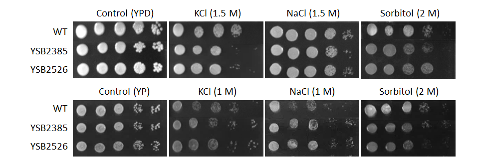 Osmotic stress phenotype for CNAG_03768T1