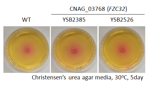 Urease phenotype for CNAG_03768T1