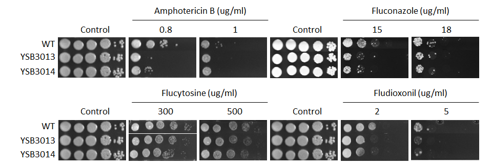 Antifungal drug susceptibility for CNAG_03849T0