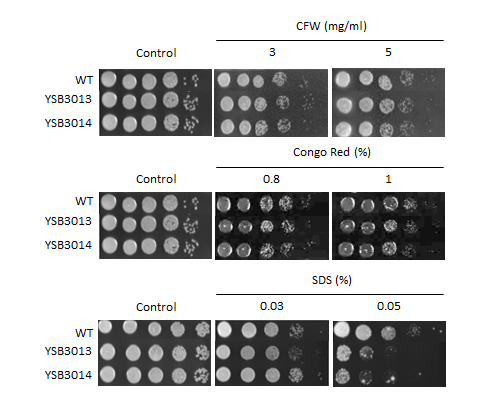 Cell wall stress phenotype for CNAG_03849T0