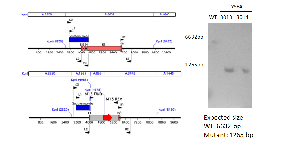 Gene disruption strategy for CNAG_03849T0