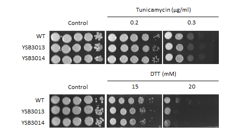 ER stress phenotype for CNAG_03849T0