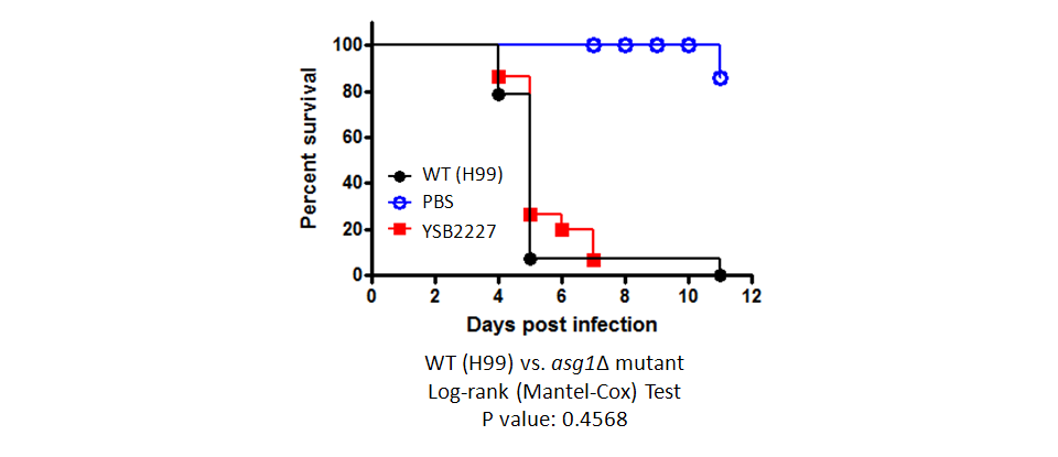 Galleria mellonella virulence data for CNAG_03849T0