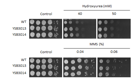 Genotoxic stress phenotype for CNAG_03849T0