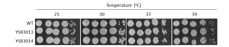 Growth phenotype for CNAG_03849T0